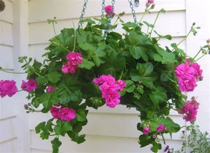Are all ivy leaf geraniums trailing