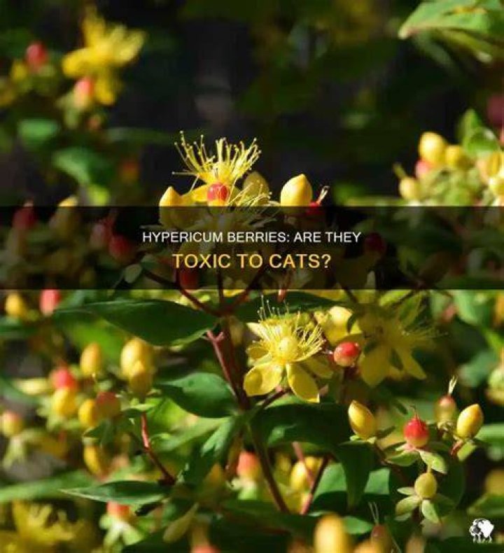 Are berries toxic to cats