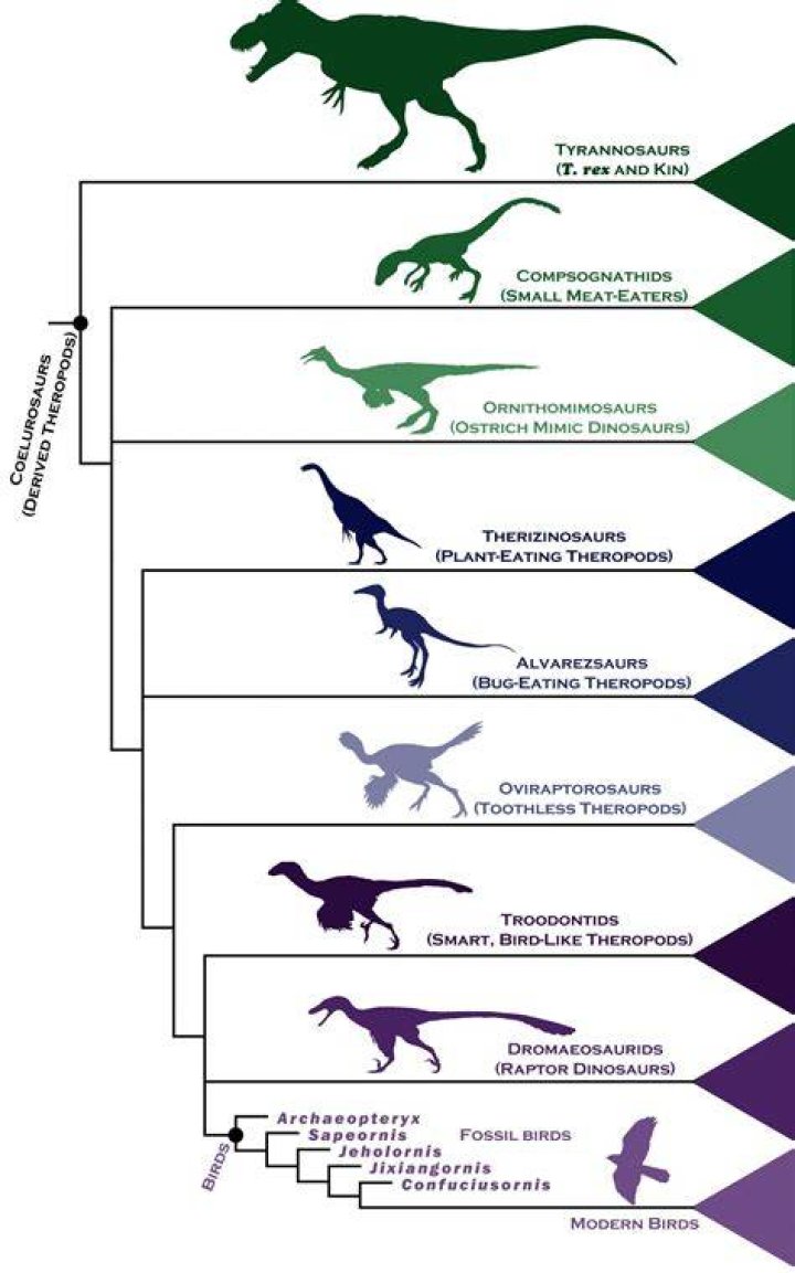 Are birds direct descendants of dinosaurs