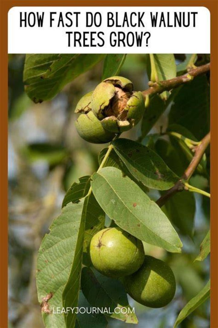 Are black walnut trees fast growing