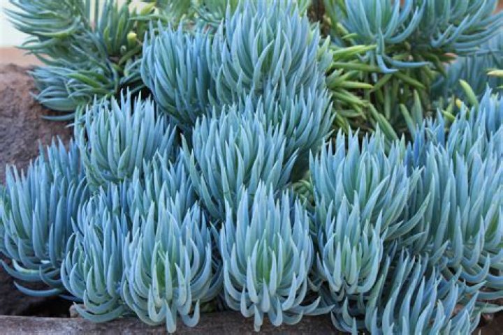 Are blue chalk sticks poisonous