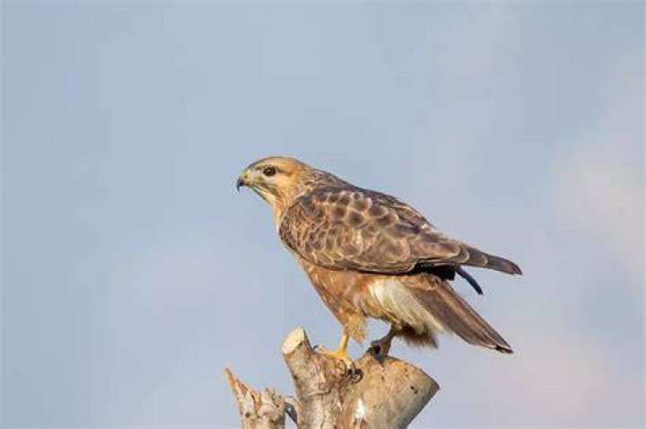 Are Buzzards protected in Texas