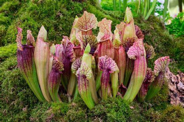 Are carnivorous plants edible