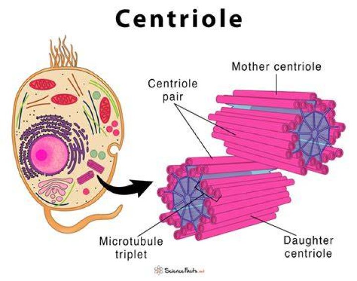 Are Centrioles found in human cells