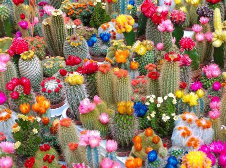 Are colored cactus natural