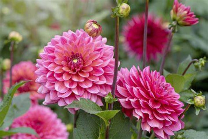 Are dahlias perennials in zone 4