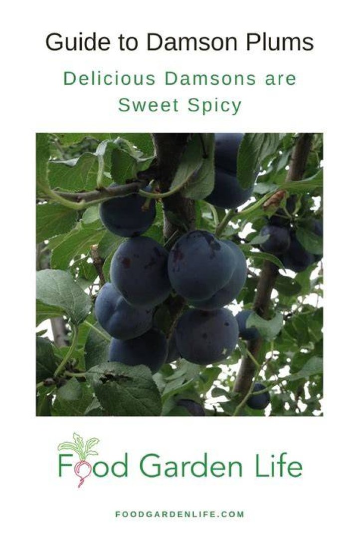 Are damsons edible