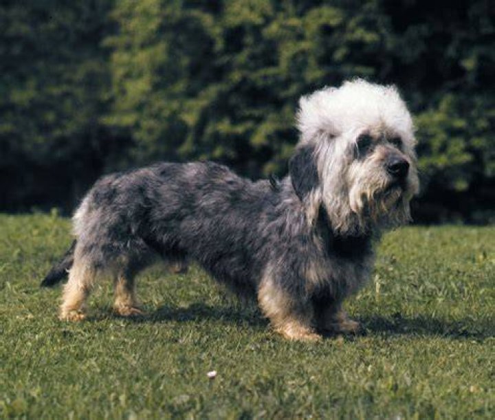 Are Dandie Dinmont Terriers hypoallergenic