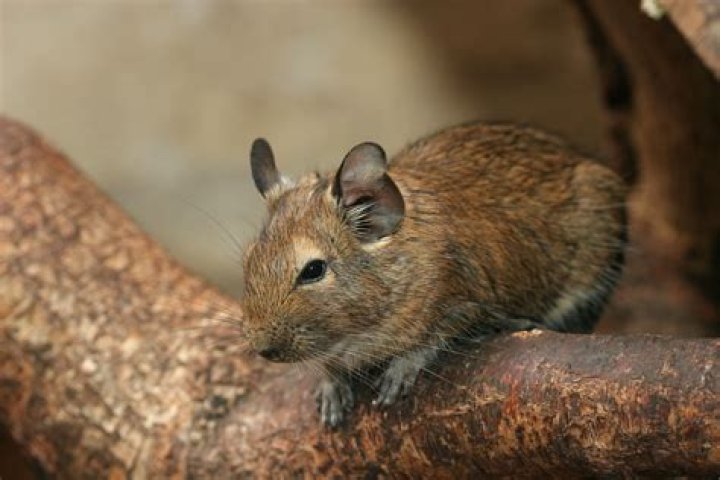 Are degus social animals