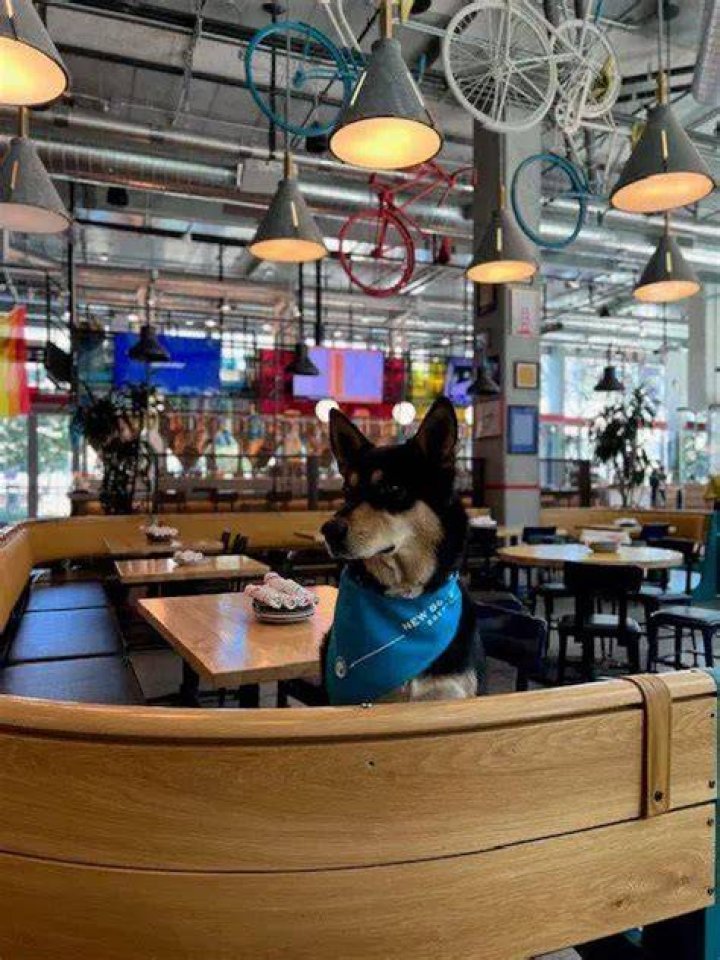 Are dogs allowed in restaurants in San Francisco