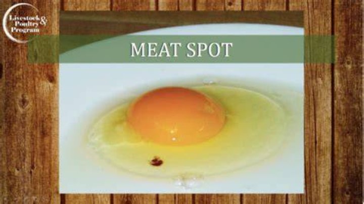 Are eggs with meat spots safe to eat