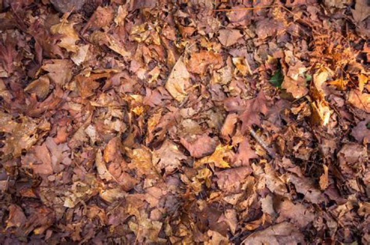 Are fallen leaves dead