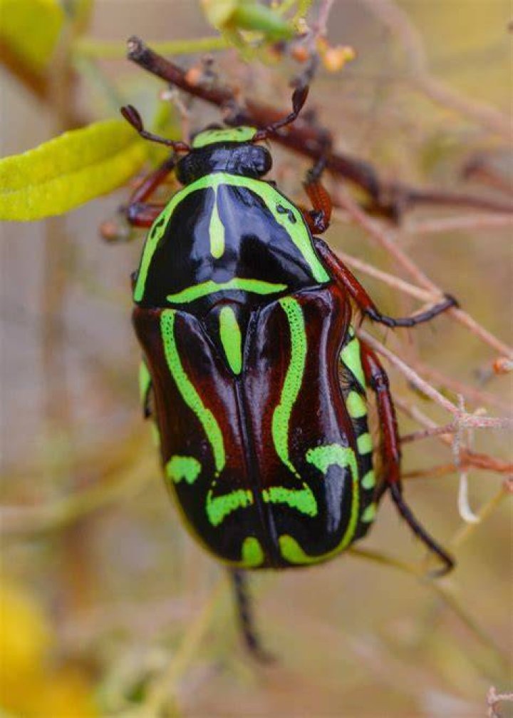Are fiddler beetles dangerous
