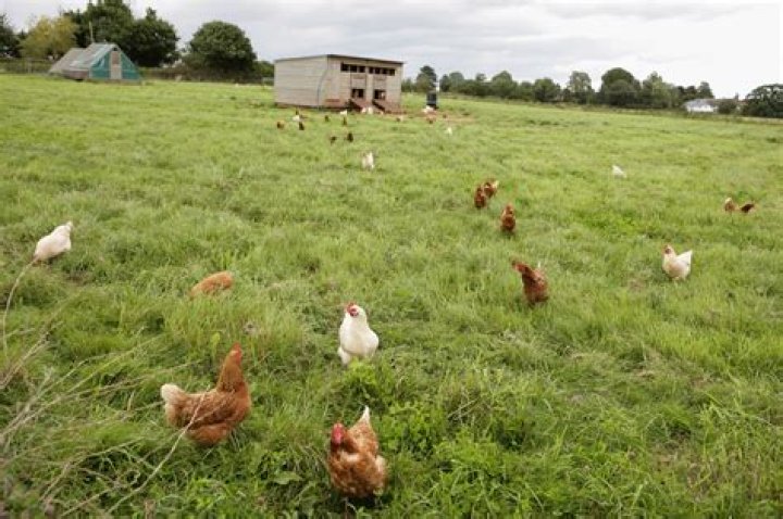 Are free range chickens really free