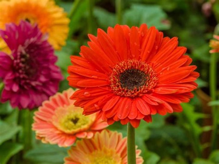 Are Gerber daisies edible