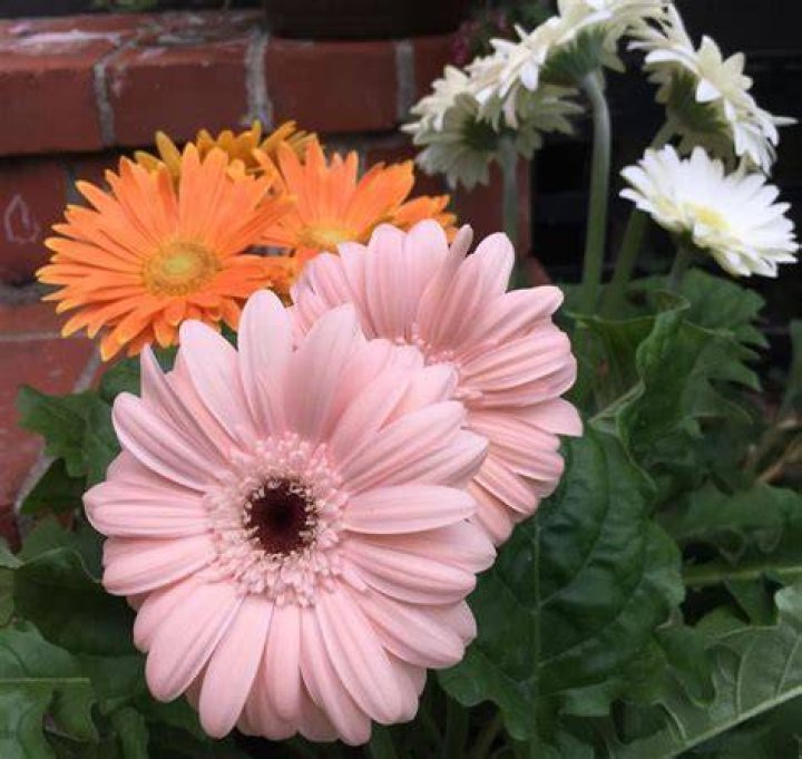Are gerbera daisies annual or perennial