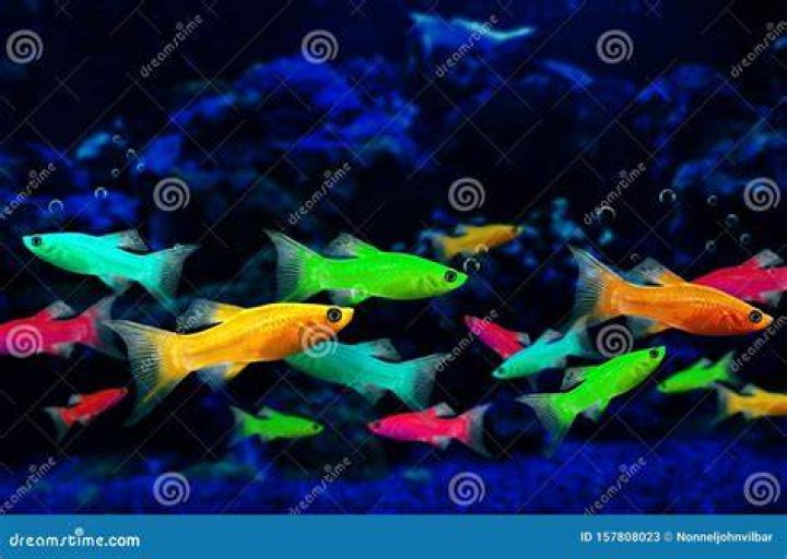 Are GloFish genetically engineered