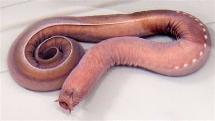 Are hagfish dangerous to humans