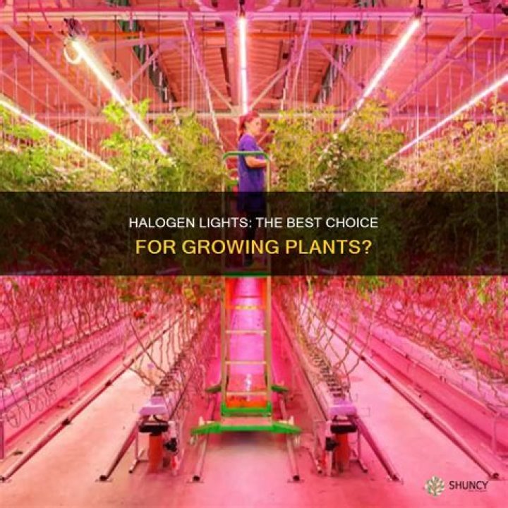 Are halogen lights good for plants