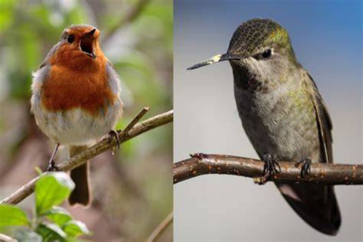 Are hummingbirds aggressive to other birds