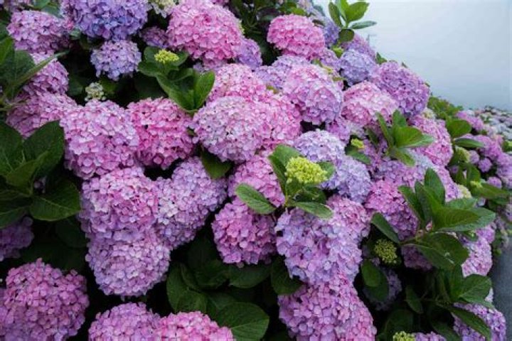 Are hydrangeas perennials or annual plants