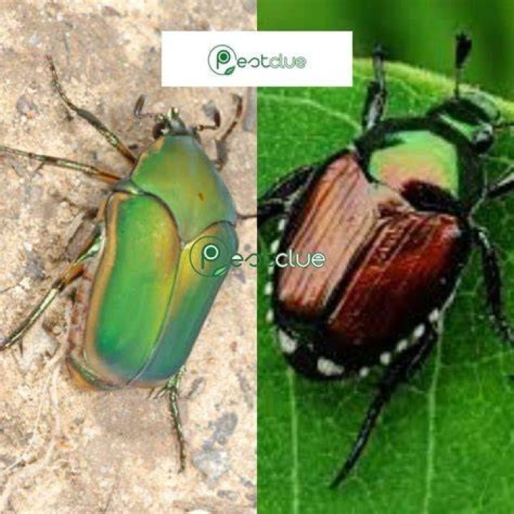 Are June bugs and Japanese beetles the same