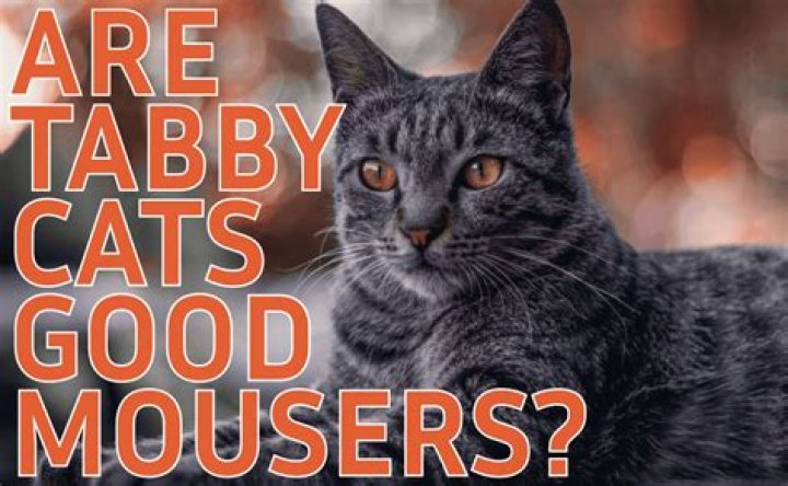 Are male cats good mousers