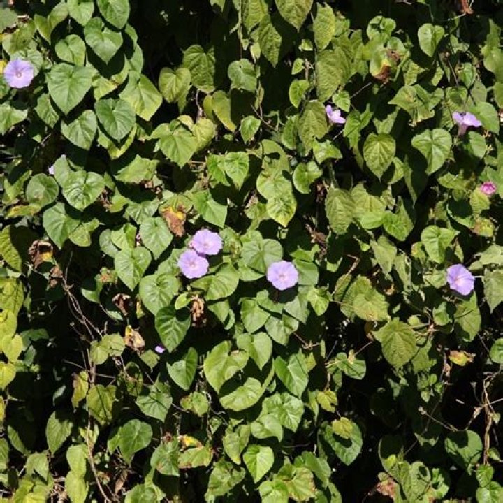 Are morning glory vines invasive