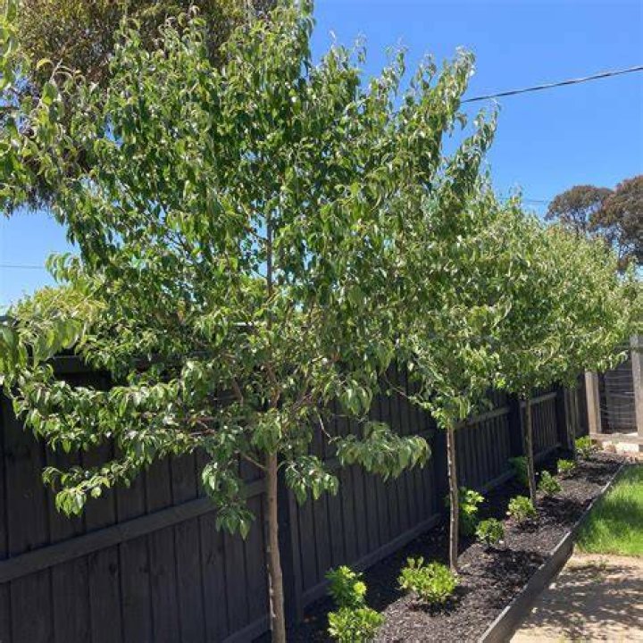 Are ornamental pear trees messy