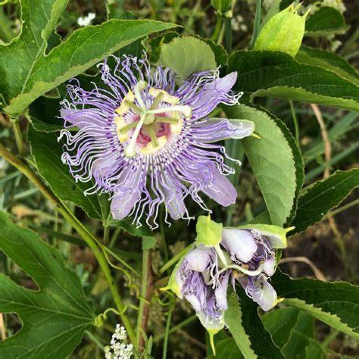 Are passion flower vines invasive
