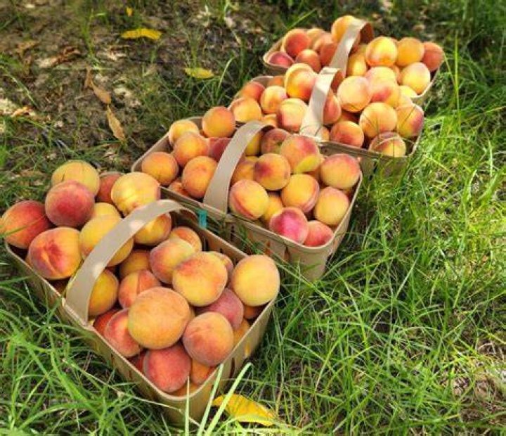 Are peaches ready in SC