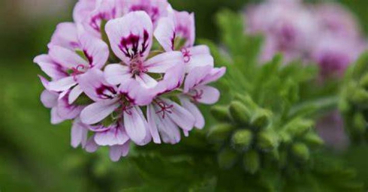 Are pelargoniums poisonous