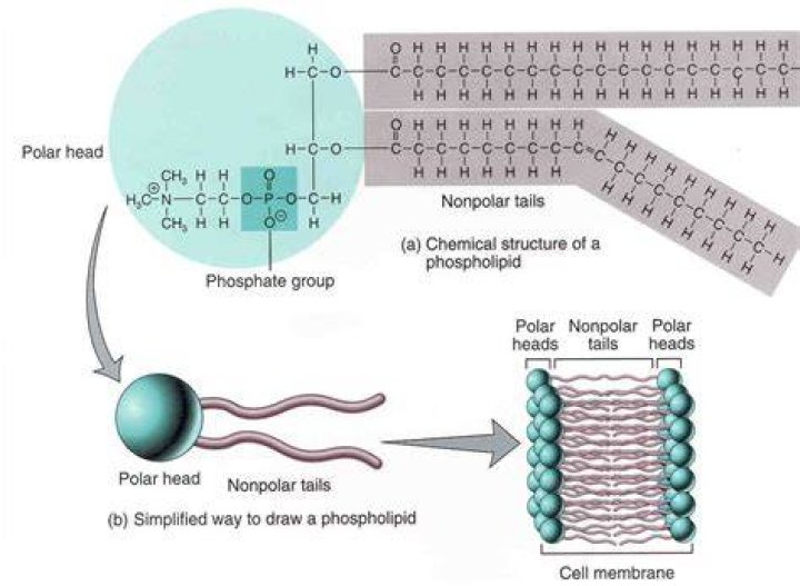 Are phospholipid tails polar or nonpolar