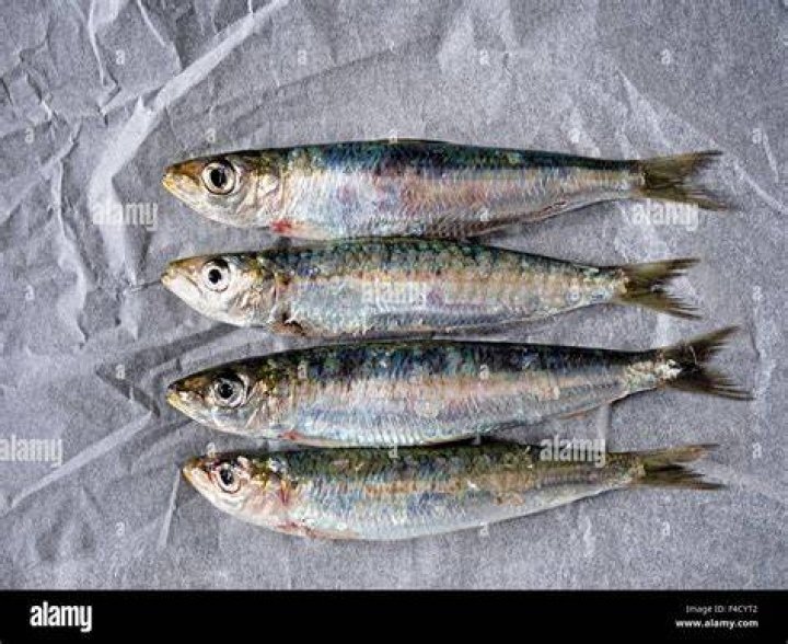 Are pilchards healthy