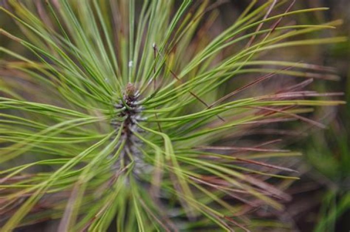 Are pine needles toxic to babies