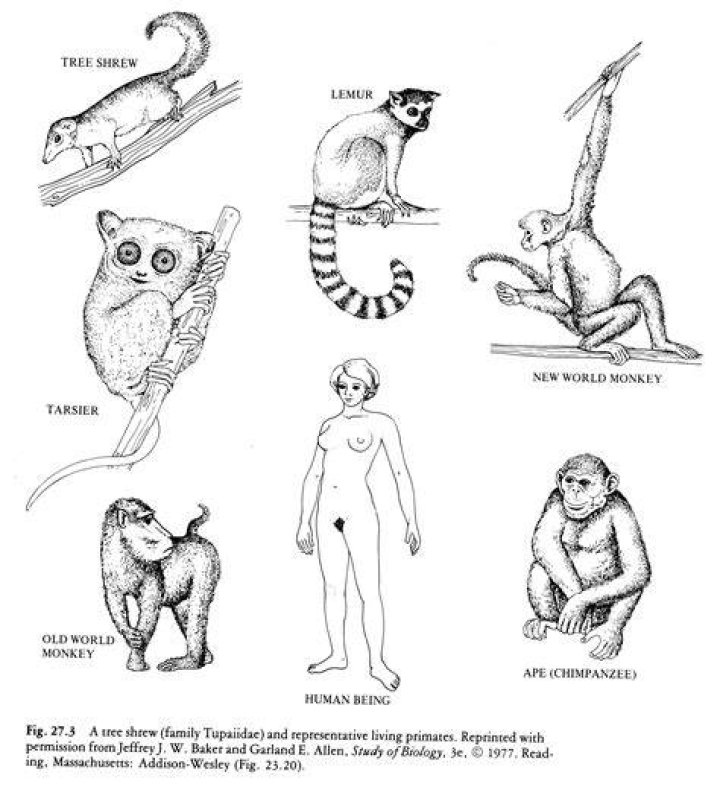 Are primates specialized or generalized