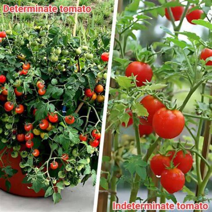 Are Rainbow tomatoes determinate or indeterminate