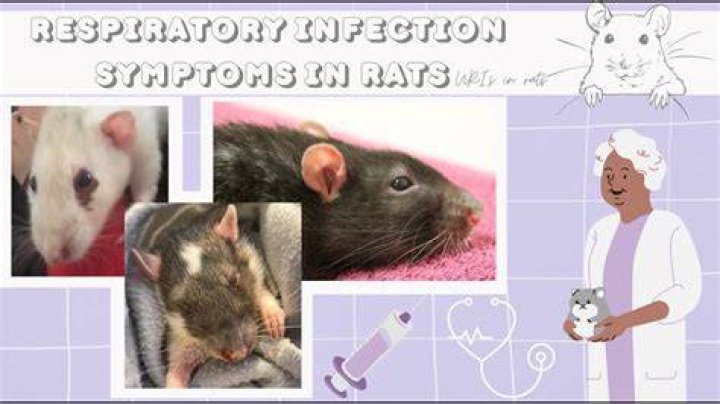 Are rat respiratory infections contagious