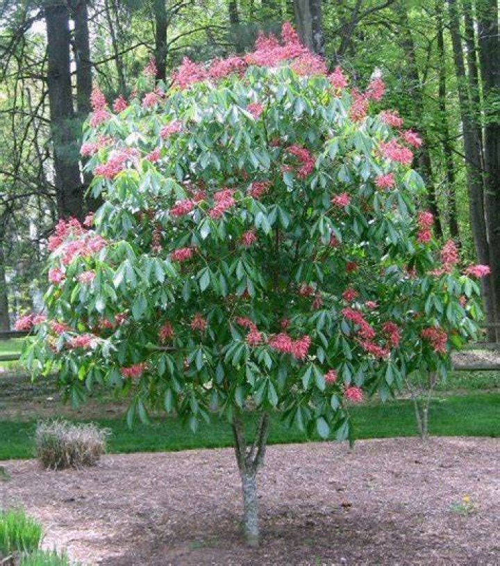 Are red buckeye trees messy