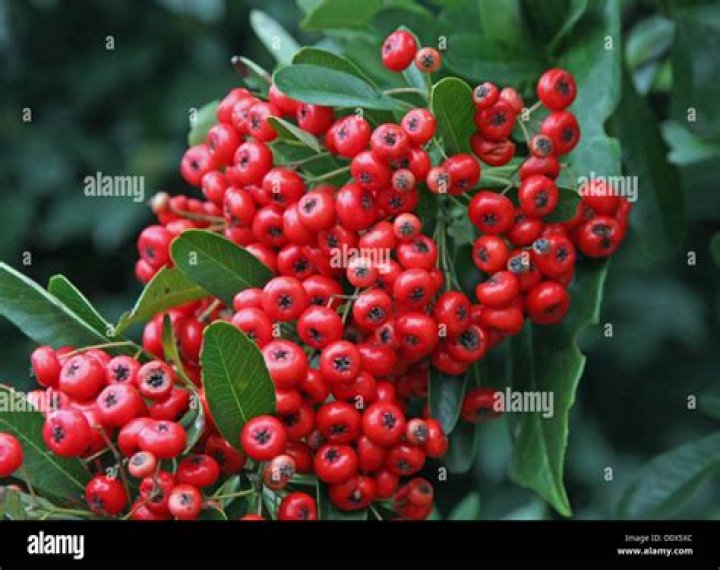 Are red Christmas berries poisonous
