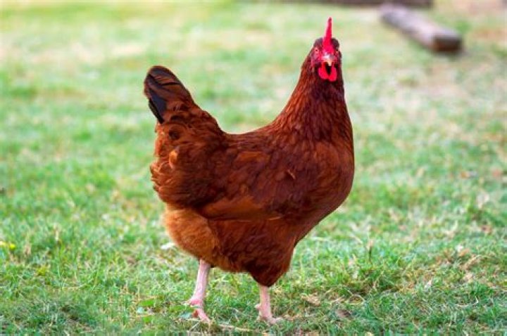 Are Rhode Island Red chickens friendly