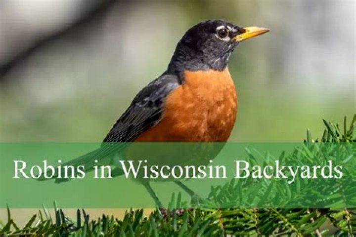 Are Robins protected in Wisconsin