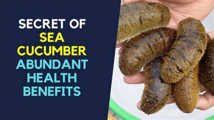 Are sea cucumbers healthy
