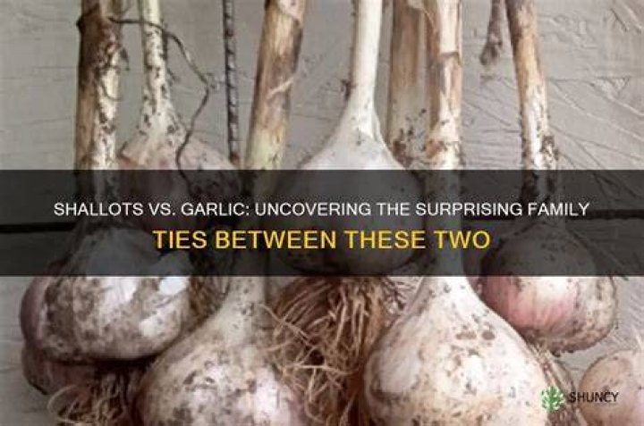 Are shallots related to garlic