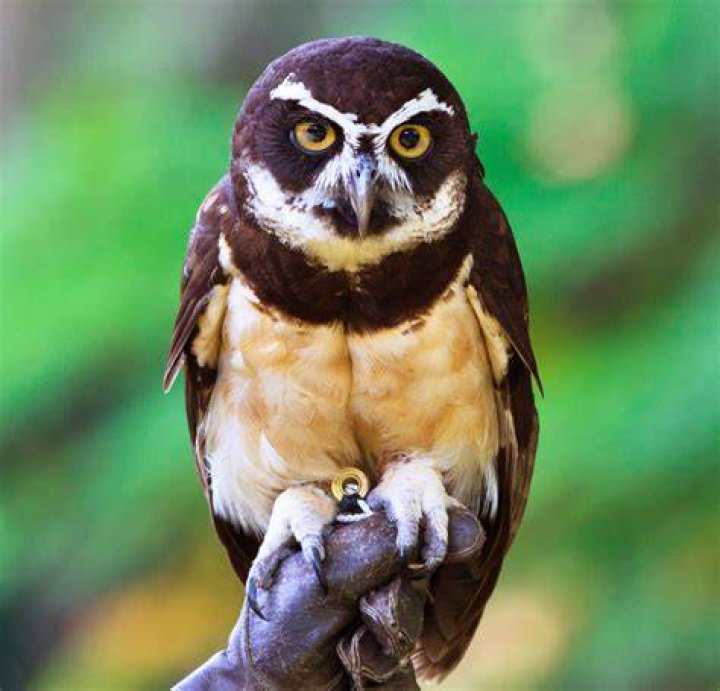 Are spectacled owls nocturnal