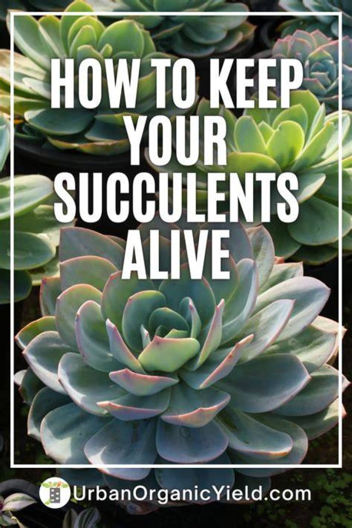 Are Succulents good for your skin