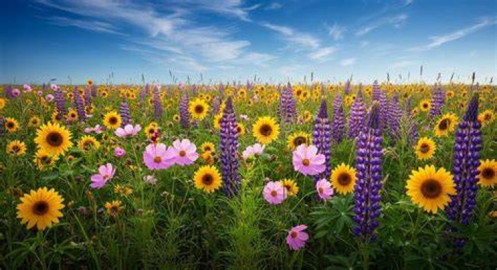 Are sunflowers a wildflower