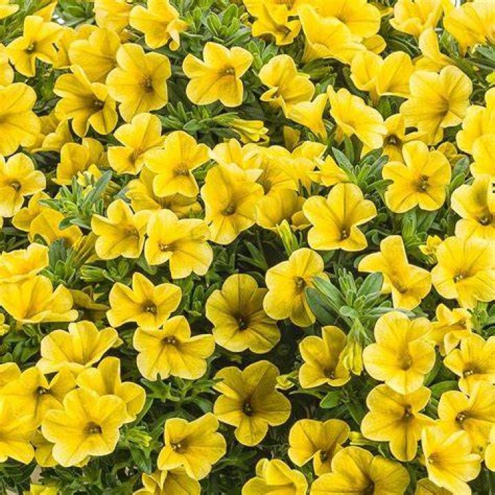 Are Superbells a perennial