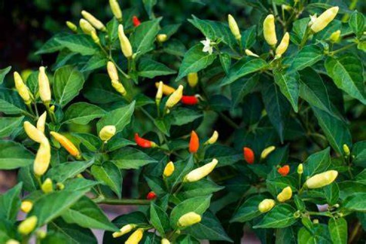 Are Tabasco peppers good for you