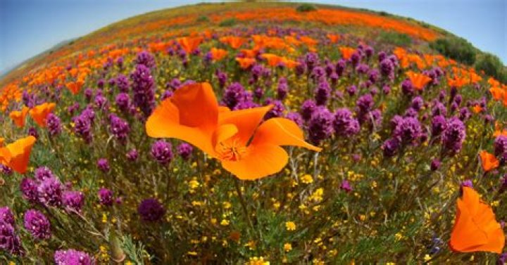 Are the California poppies blooming